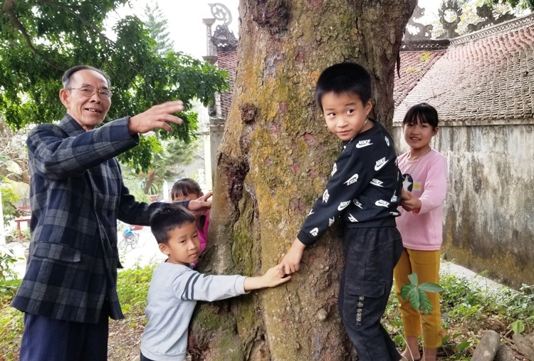 Báu[-]vật[-]lim[-]xanh[-]cổ[-]thụ[-]của[-]dân[-]làng